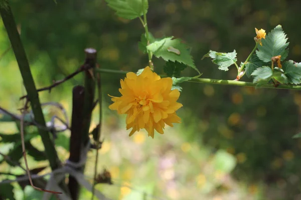 Yellow Rose Flower Garden — Stock Photo, Image