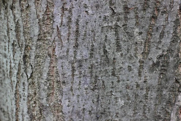 Tronco Árvore Com Textura Casca — Fotografia de Stock