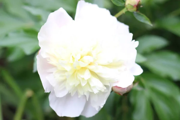 Όμορφο Λευκό Παιώνι Λουλούδι Πράσινο Φόντο — Φωτογραφία Αρχείου