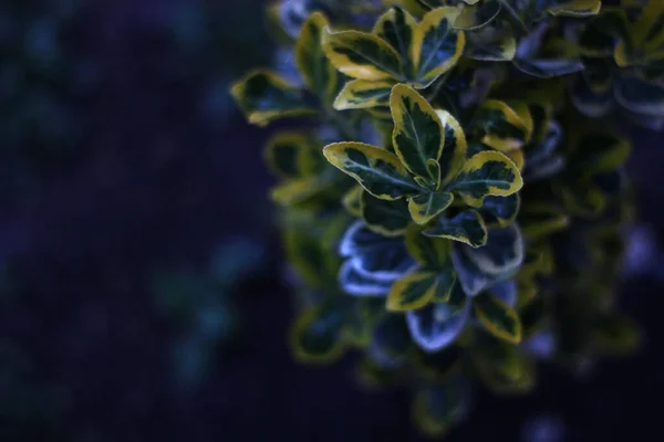 Närbild Skott Vackra Växter Som Växer Trädgård — Stockfoto