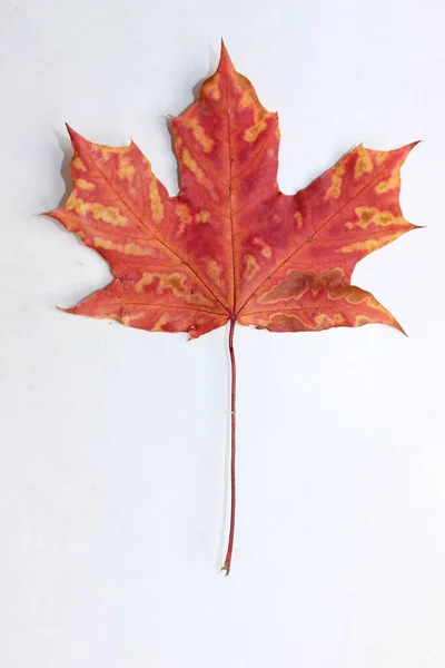 Maple Tree Leaf White Background — Stock Photo, Image