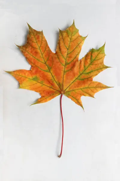 Herbstblätter Auf Weißem Hintergrund — Stockfoto