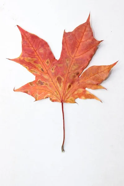 Осенние Листья Изолированные Белом — стоковое фото