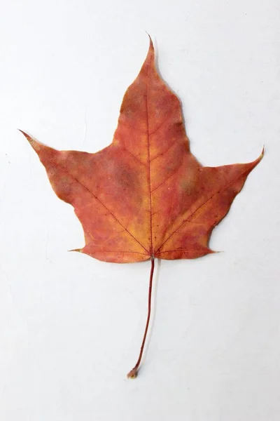 Κόκκινο Φύλλο Σφενδάμου Λευκό Φόντο — Φωτογραφία Αρχείου