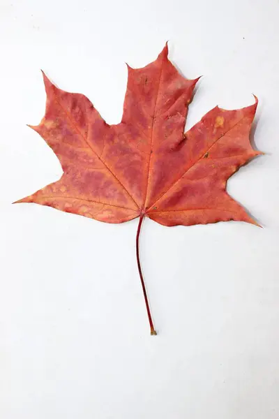 Beyaz Arkaplanda Kırmızı Akçaağaç Yaprağı — Stok fotoğraf