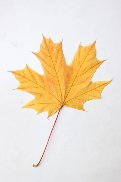 白色背景的秋天叶子 — 图库照片