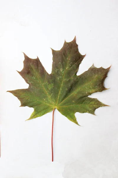 Podzimní Kompozice Žlutými Červenými Javorovými Listy Bílém Pozadí Pohled Shora — Stock fotografie