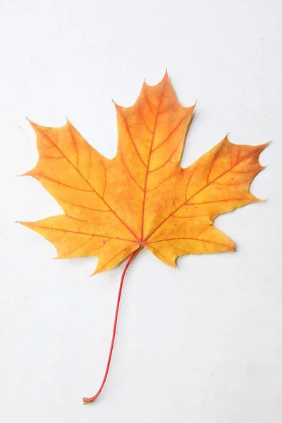 Beyaz Arka Planda Güzel Sonbahar Akçaağaç Yaprağı — Stok fotoğraf