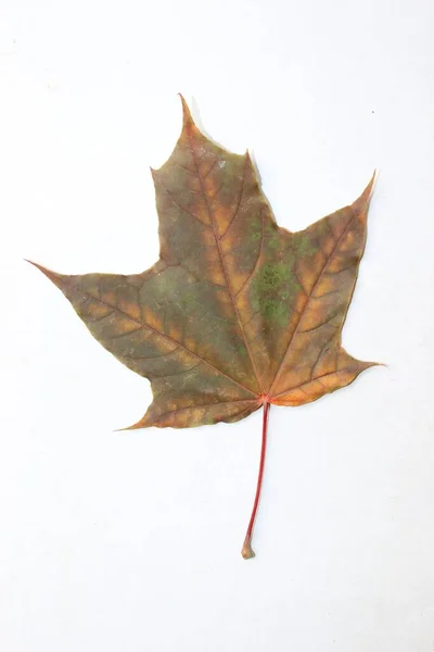 Κόκκινα Φύλλα Σφενδάμου Λευκό Φόντο — Φωτογραφία Αρχείου