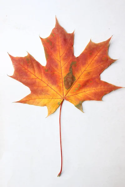 Beyaz Arka Planda Kırmızı Akçaağaç Yaprağı Beyaz Arkaplanda Sonbahar Yaprağı — Stok fotoğraf