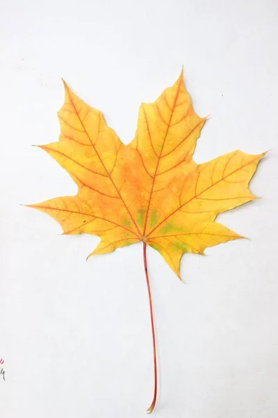 Herbst Blätter Auf Weißem Hintergrund — Stockfoto