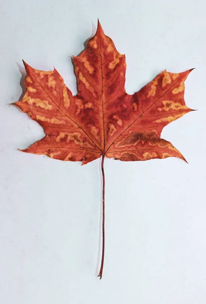 Beyaz Arkaplanda Kırmızı Akçaağaç Yaprağı Izole Edildi — Stok fotoğraf