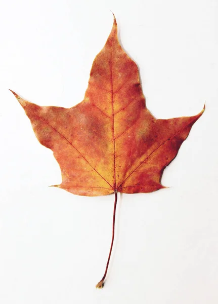 Herbst Ahornblatt Auf Weißem Hintergrund — Stockfoto