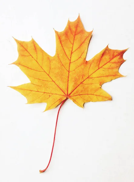 Herbst Blatt Auf Weißem Hintergrund — Stockfoto