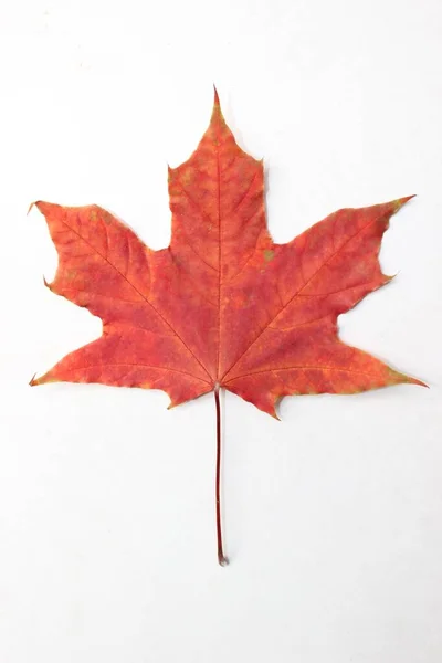 Červené Javorové Listy Bílém Pozadí Podzim — Stock fotografie