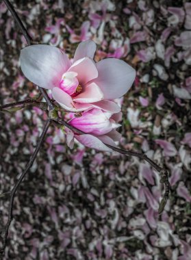 Bahçede bahar zamanı dallarda çiçek açan pembe manolya çiçekleri. Magnolia lilliflora çiçekleri, doğal narin çiçekli arka plan, seçici odak.