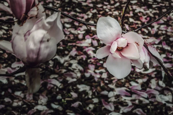 Bahçede bahar zamanı dallarda çiçek açan pembe manolya çiçekleri. Magnolia lilliflora çiçekleri, doğal narin çiçekli arka plan, seçici odak.