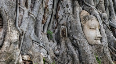 Aytthaya, Tayland, 22 Ağustos 2020: Antik Buda kafası Wat mahathat 'da görülmemiş bir Banyan ağacına gömülmüş. Ayutthaya, Tayland. Seçici odak.