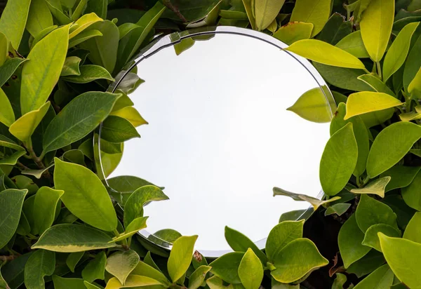 Серебряное Круглое Зеркало Окружении Зеленых Декоративных Растений Круглый Зеркало Стекла — стоковое фото
