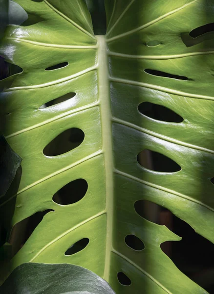 Close Large Green Monstera Leaves Holes Beautiful Plant Garden Nature — Stock Photo, Image