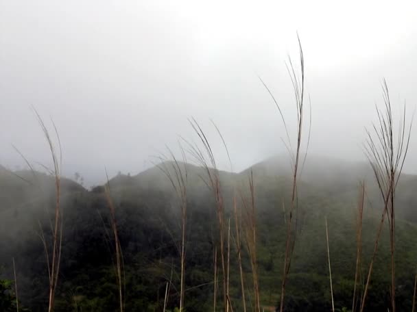 Baumzweige Wiegen Sich Der Morgendlichen Nebelbrise Des Berges Raum Für — Stockvideo