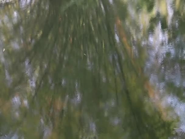 Kropla Wody Opadająca Ziemię Ciężkie Dni Deszczowe Cień Drzew Odbija — Wideo stockowe