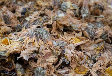 Kurumuş kasımpatı çiçeği arka planı. Bitkiler çiçek ve tıbbi konsept. Yukarıdan belirsiz görünüm, boşluğu kopyala, Seçici odak.