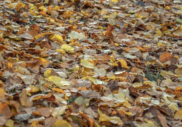Yellow, orange and brown foliage of during leaf fall on the ground park. Autumn season natural on background, Tree leaves falling in the autumn, Autumn foliage wallpaper, Space for text, Selective focus.