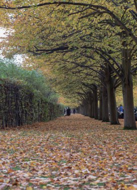 Londra, İngiltere - Kasım 05, 2023 - Birçok insan sonbaharda uzun bir süre ağaç manzarasının tadını çıkarıyor. Sonbaharda Regent 's Park' ta yol boyunca düşen altın yapraklar, ağaçlı patika, sonbahar renkleri, dikey manzara, yazı için boşluk.