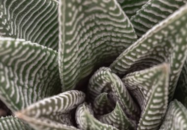 Yeşil tabanlı Haworthia limifolia 'nın (Örümcek Beyazı) yakın çekimi ve eşsiz bir beyaz desen. yemyeşil sulu bitkidir, Haworthia Zebra bitkisi veya Haworthia fasciata in natural sunlight, Cactus flower, Space for text, Selective focus.