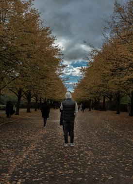 Londra, İngiltere - Kasım 05, 2023 - Regent Park 'ta pek çok insan yürürken, adamın arka görünüşü sonbaharda uzun bir süre ağacın manzarasının tadını çıkarıyor. Sonbahar Renkleri, Dikey Görünüm, Metin için Yer, Seçici Odaklanma.