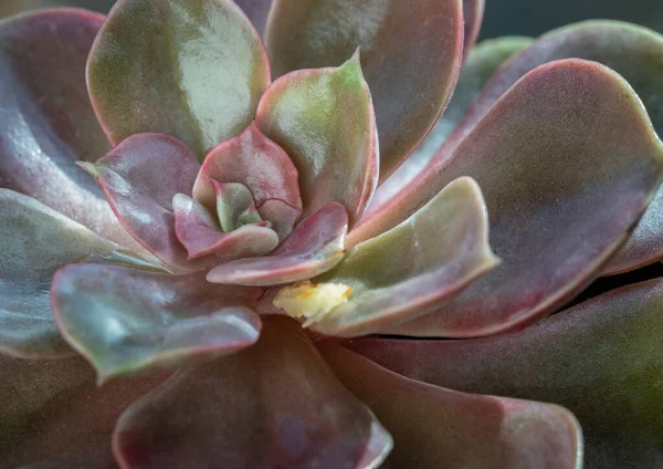 Echeveria Perle von Nurnberg 'in (Düz rosetler) yakın çekimi mor ve pembe yapraklı sulu bitki, kaktüs çiçeği, metin için alan, seçici odak.