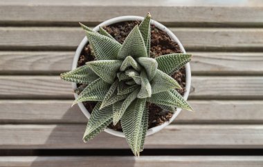 Yeşil tabanlı Haworthia limifolia (Spider White) 'ın üst görüntüsü ve seramik çömlekte eşsiz bir beyaz desen. Eşsiz bir yemyeşil sulu bitki, Haworthia Zebra bitkisi ya da Haworthia fasciata doğal güneş ışığı, kaktüs çiçeği, Kopya uzayı, Seçici odak noktası