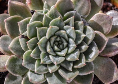 Echeveria hyalina sulu bitkisinin en üst görüntüsü. Bakımı kolay güzel yeşil bitki, doğal yeşil kaktüs çiçeğinin arka bahçesi, yazı için alan, seçici odak.