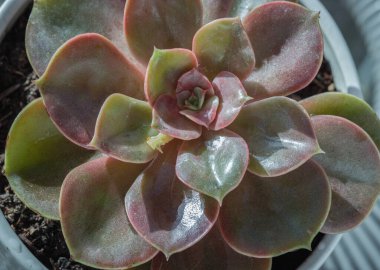 Echeveria Perle von Nurnberg (Düz rosetler) Mor ve pembe yapraklı sulu bitki, Kaktüs çiçeği, metin için alan, Seçici odak.
