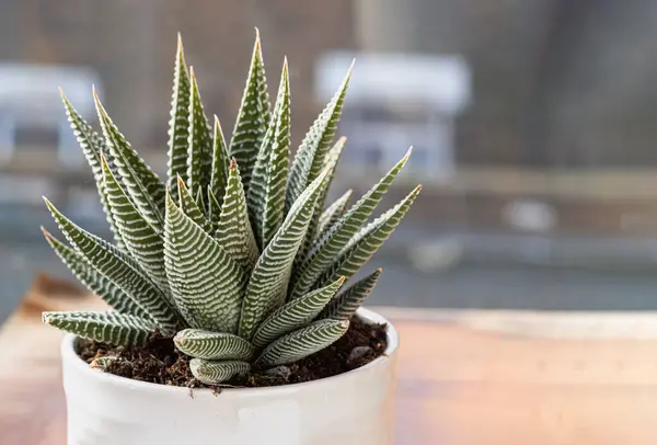 Haworthia limifolia (Spider White) with green base, and a unique pattern of white in ceramic pot. is a unique evergreen succulent plant, Haworthia Zebra plant or Haworthia fasciata in natural sunlight, Cactus flower, Space for text, Selective focus.
