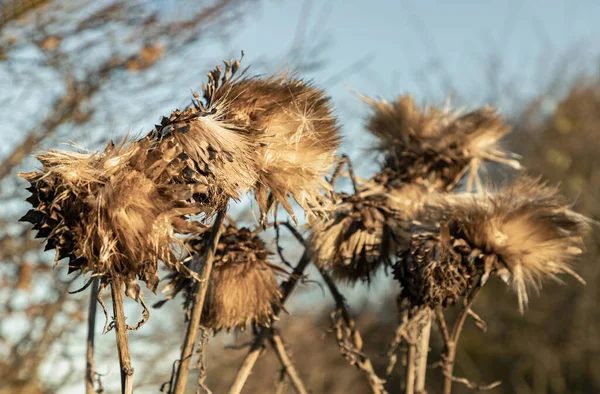 Brown Dead Artichoke Head Seeds Cynara Cardinculus Stalk Dried Milk — Stock Photo, Image