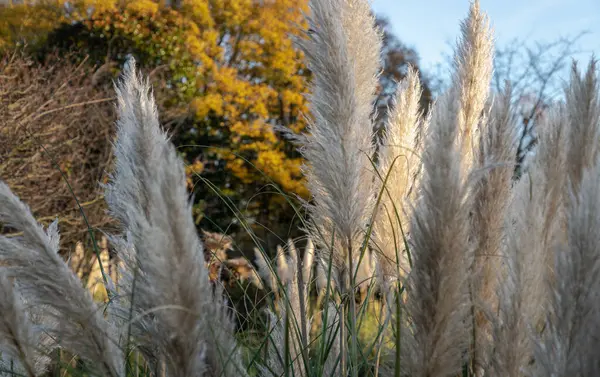 Parktaki pampa otlarının büyüleyici tüyleri gibi. Cortaderia Selloana 'nın beyaz kremalı çiçekleri, bahçe için güzel bir süzülen çimen, yazı için alan, seçici odak.