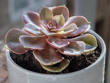 Echeveria Perle von Nurnberg (yassı rosetler) Seramik kapta mor ve pembe yapraklı sulu bitkiler. Kaktüs çiçeği, metin için boşluk, seçici odak.