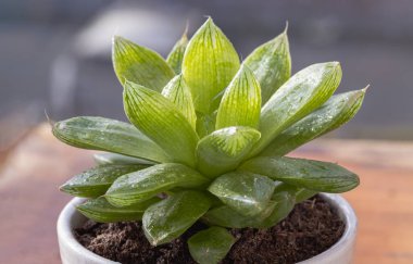 Haworthia cymbiforis 'in (Katedral Pencere Haworthia) yakın çekimi. Seramik kapta sade et yaprakları, doğal yeşil kaktüs çiçeğinin arkaplanı, yazı için alan, seçici odak noktası olan güzel sulu, daimi bitki..