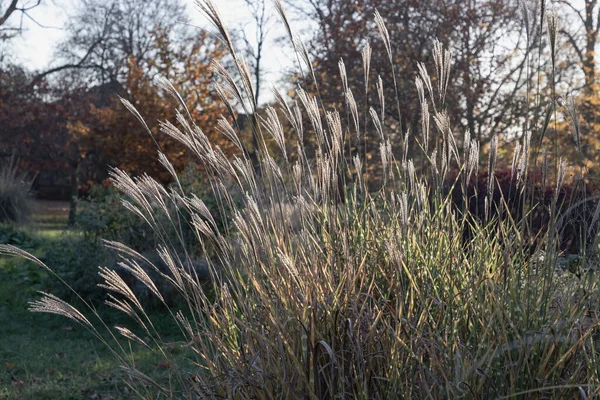 Ornamental chinese silver grass are swaying in sunlight. Beautiful flowering maiden silvergrass blowing in the wind, Miscanthus sinensis, Nature background. Space for text, Selective focus.