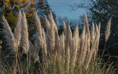 Parktaki pampa otlarının büyüleyici tüyleri gibi. Cortaderia Selloana 'nın beyaz kremalı çiçekleri, bahçe için güzel bir süzülen çimen, yazı için alan, seçici odak.