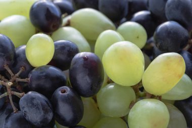 Fresh Green tohumsuz ve siyah çekirdeksiz üzümlerin yakın çekimi. Yemeye hazır üzümler, metin için yer, seçici odak.