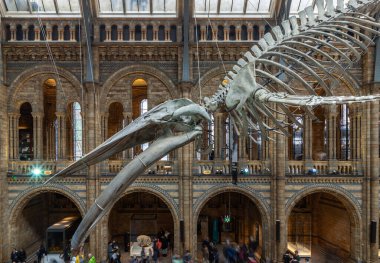 Londra, İngiltere - Kasım 01, 2023 - Mavi Balina İskeleti (Umut) Doğal Tarih Müzesi 'nin ana giriş salonuna dökülen bir fosil iskelet. Diplodocus 