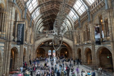 Londra, İngiltere - Kasım 01, 2023 - Mavi Balina İskeleti (Umut) Doğal Tarih Müzesi 'nin ana giriş salonuna dökülen bir fosil iskelet. Diplodocus 