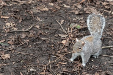 Güzel bir Doğu Gri Sincap 'ın (Sciurus carolinensis) portresi, doğal parktaki kuru çimlerin üzerinde duruyor. Metin için boşluk, Seçici odak.