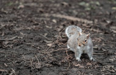 Güzel bir Doğu Gri Sincap 'ın (Sciurus carolinensis) portresi, doğal parktaki kuru çimlerin üzerinde duruyor. Metin için boşluk, Seçici odak.