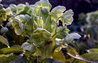 Korsikalı Hellebore 'un çekici yeşil çiçekleri ya da tartışmalı' Gümüş Dantel 'çiçekleri kış sonu ve bahar başında yaprakların arka planında, Kopyalama alanı, Seçici odak noktası.
