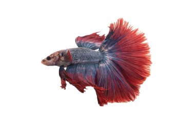 Detail of Red betta fish or Siamese fighting fish isolated on white background with clipping path. Beautiful movement of Betta splendens (Pla Kad). Selective focus. clipart