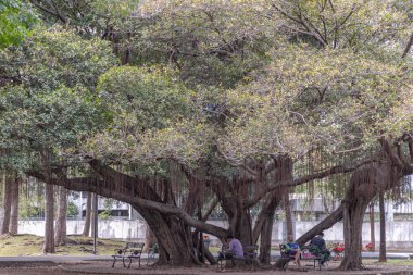 Bangkok, Tayland - Ocak 01, 2020 - Halk parkındaki büyük banyan ağacının gölgesinde insanlar dinleniyor. Koltuk ve gevşeme alanı. Metin için boşluk, Seçici Odaklanma.
